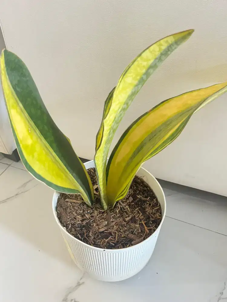 Jual Tanaman Hias Sansiviera Wagner + Mason Gold Triple