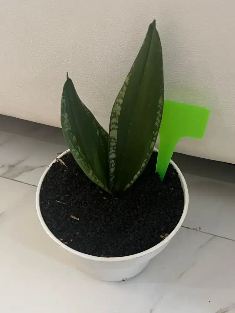 Jual Tanaman Hias Sansiviera Whitney