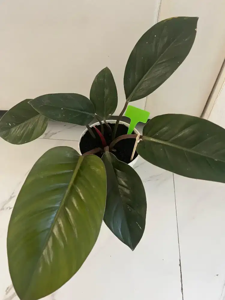 Jual Tanaman Hias Pillow Red Como