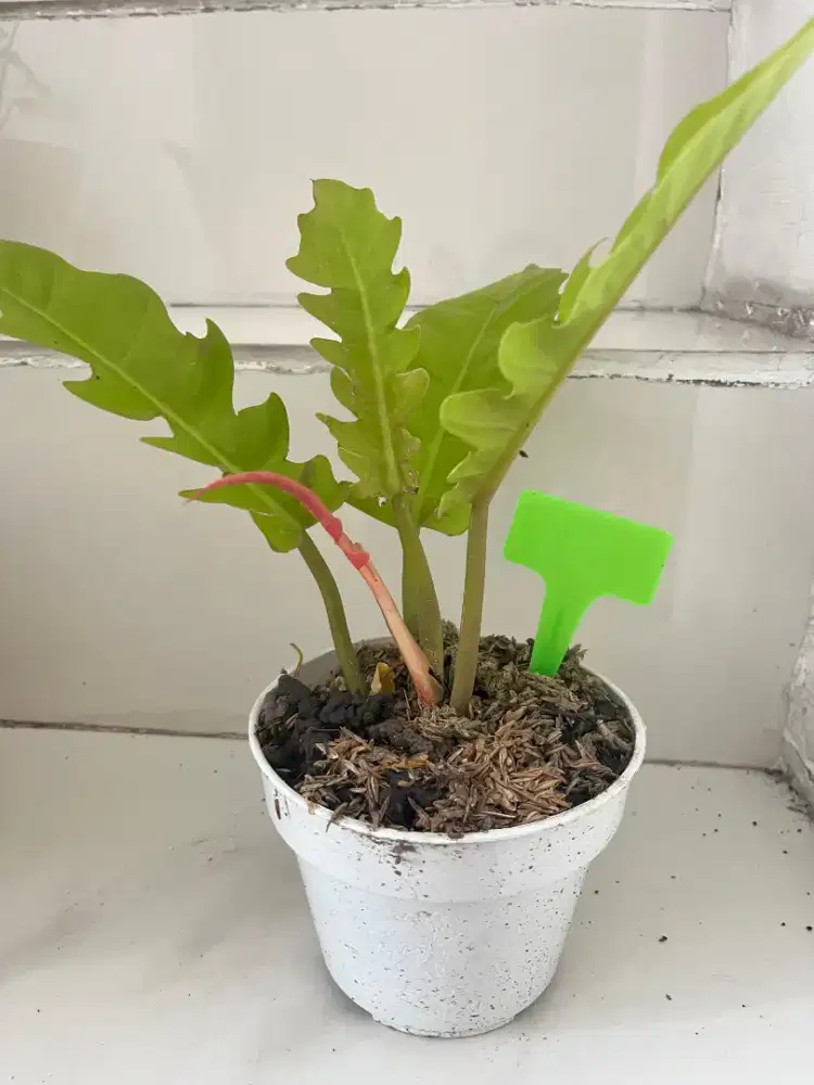 Jual Tanaman Hias Greensaw Lemon