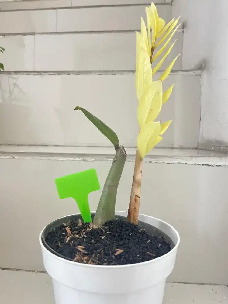 Jual Tanaman Hias Zamia Varigata Rare