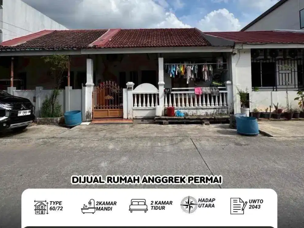 dijual anggrek permai baloi mas