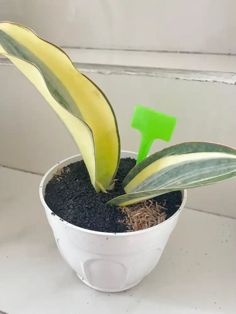 Jual Tanaman Hias Sansiviera Mason Gold Couple