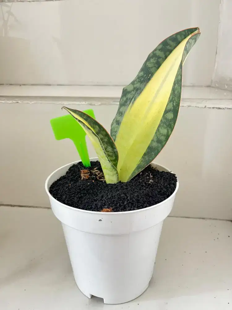 Jual Tanaman Hias Sansiviera Mason Gold Couple