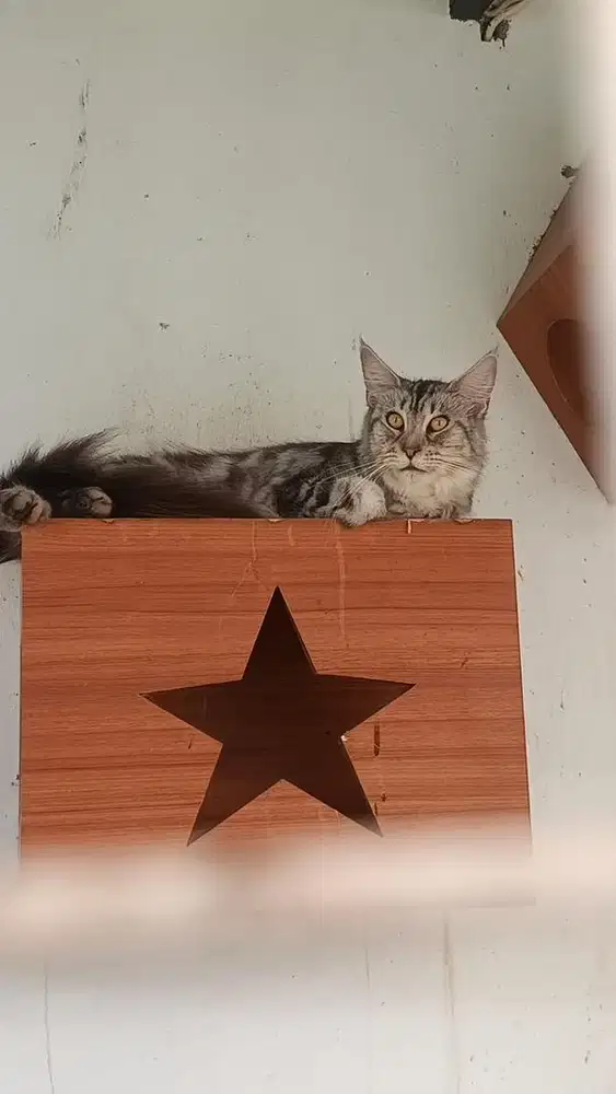 Minecoon jantan non ped