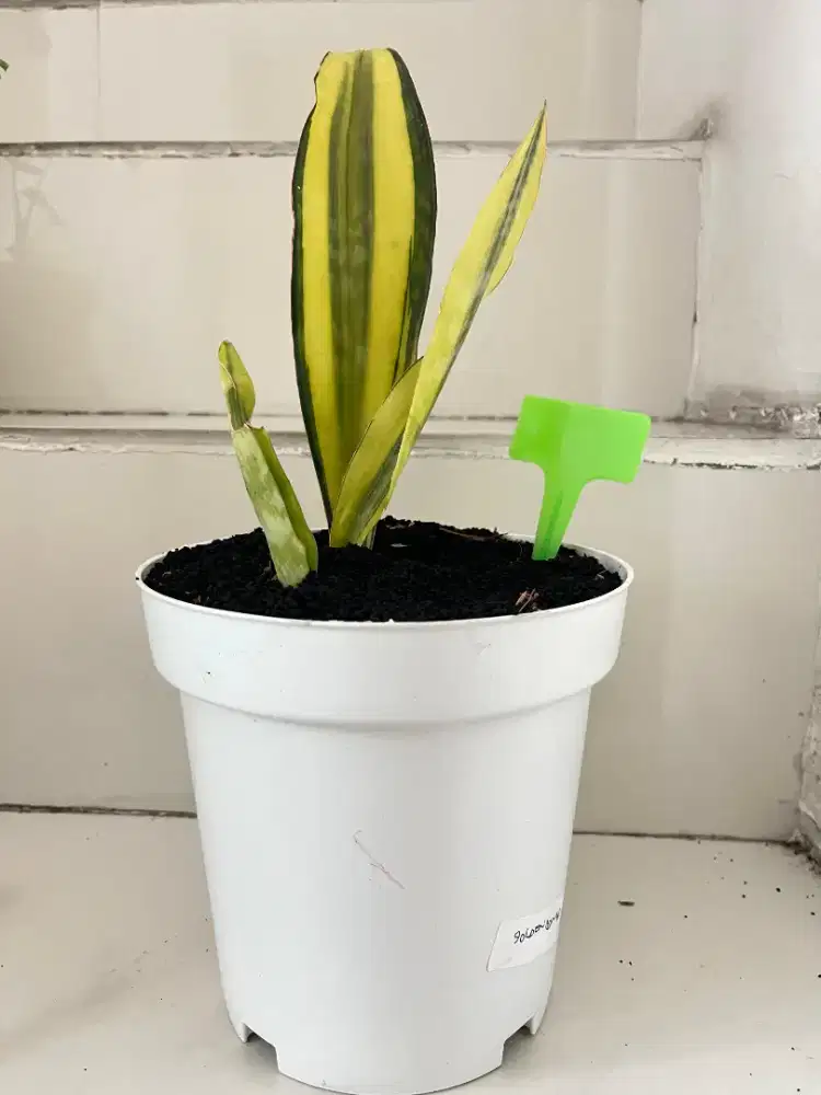 Jual Tanaman Hias Sansiviera Gold Banner