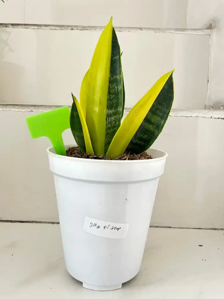 Jual Tanaman Hias Sansiviera Gold Flame