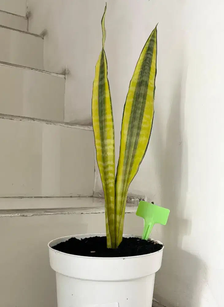 Jual Tanaman Hias Sansiviera Wagner Gold