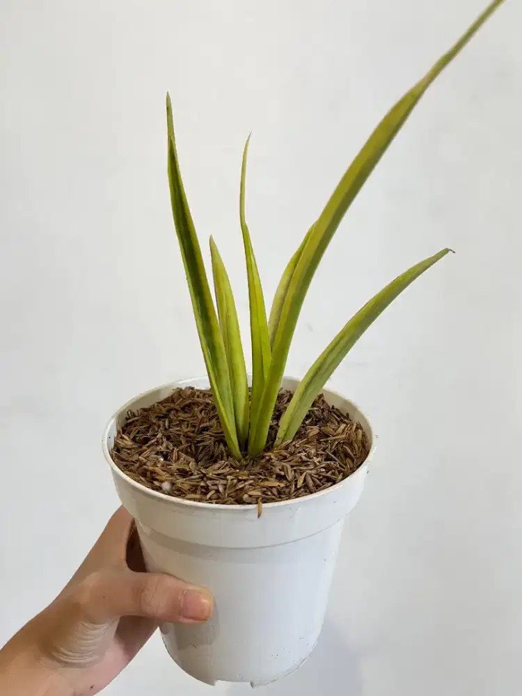 Jual Tanaman Hias Sansiviera Parva Hybrid Gold