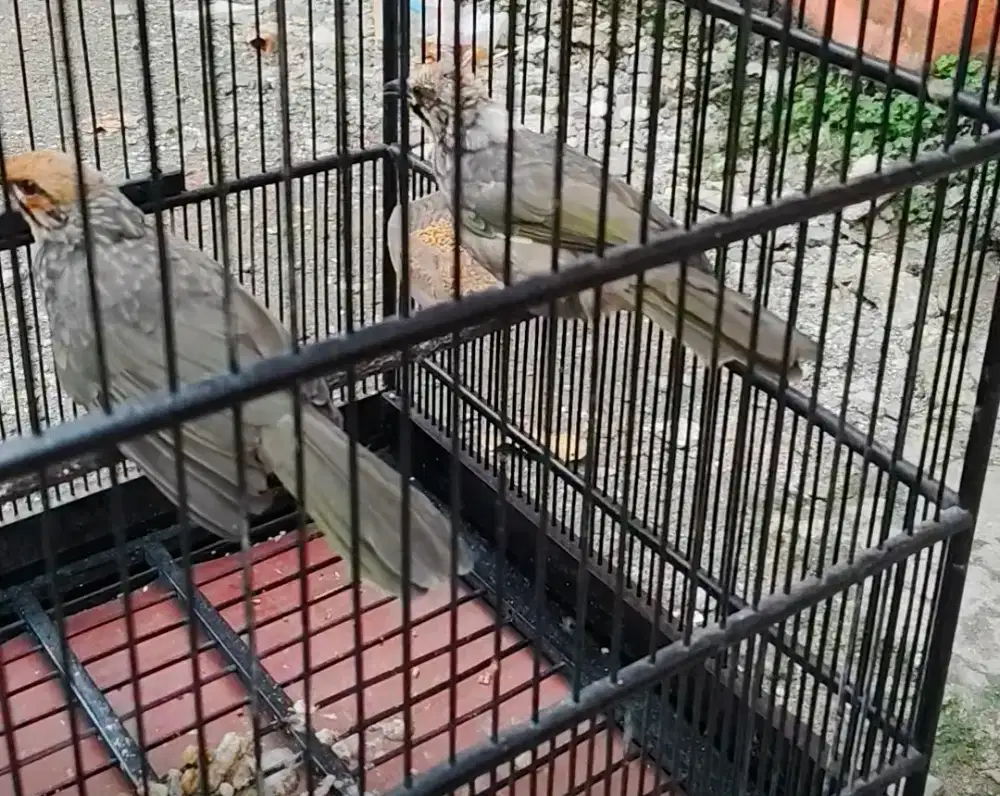 Burung cucak rawa sepasang produksi