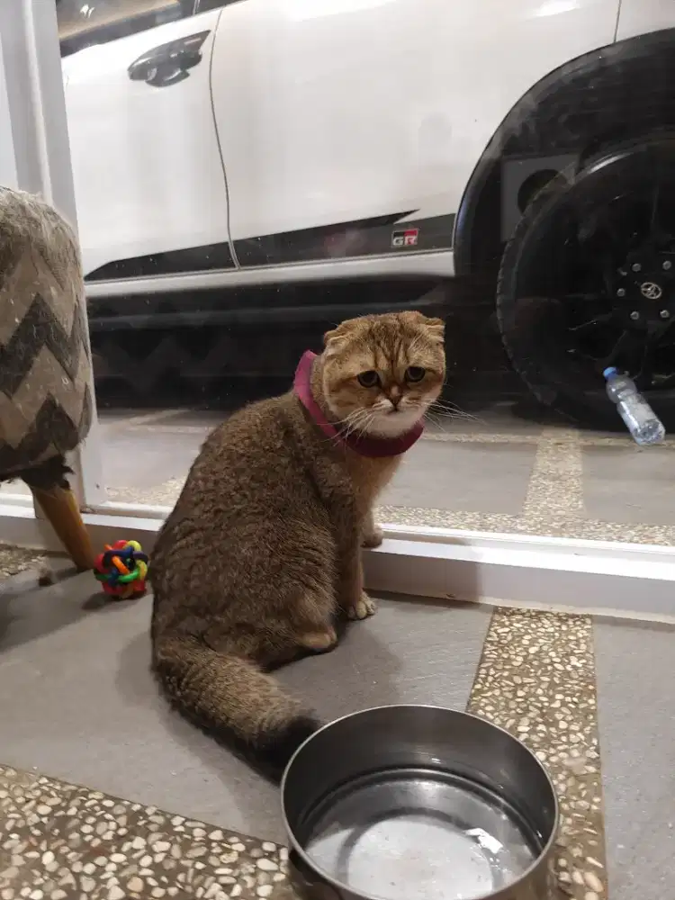 Scottish fold jantan