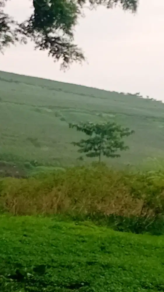 Cari kerja apa aja serabutan atau tukang kebun siap tinggal di dalam