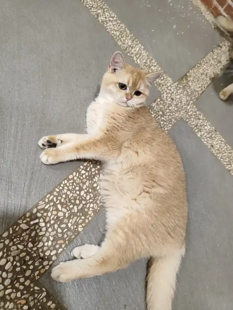 Scottish straight jantan