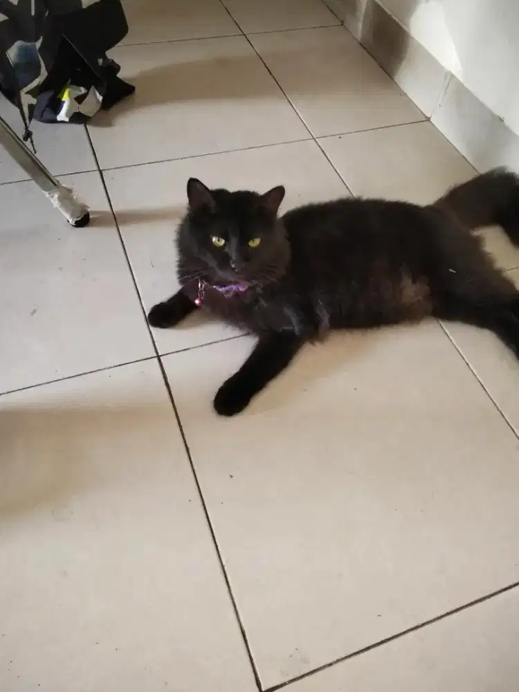 Dijual Murah Kucing Anggora persia Jantan