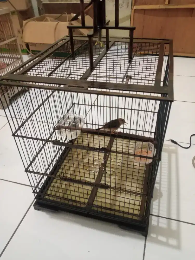 Burung cici padi/salome prenjak sawah cipluk gacor furr total
