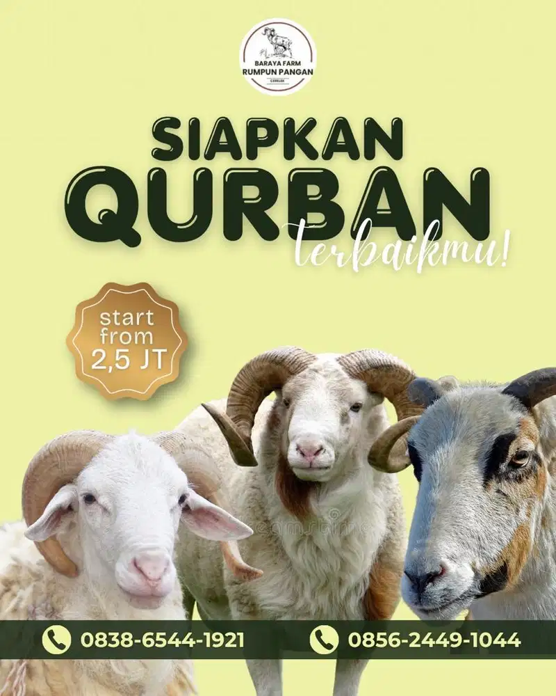 KAMBING/DOMBA QURBAN