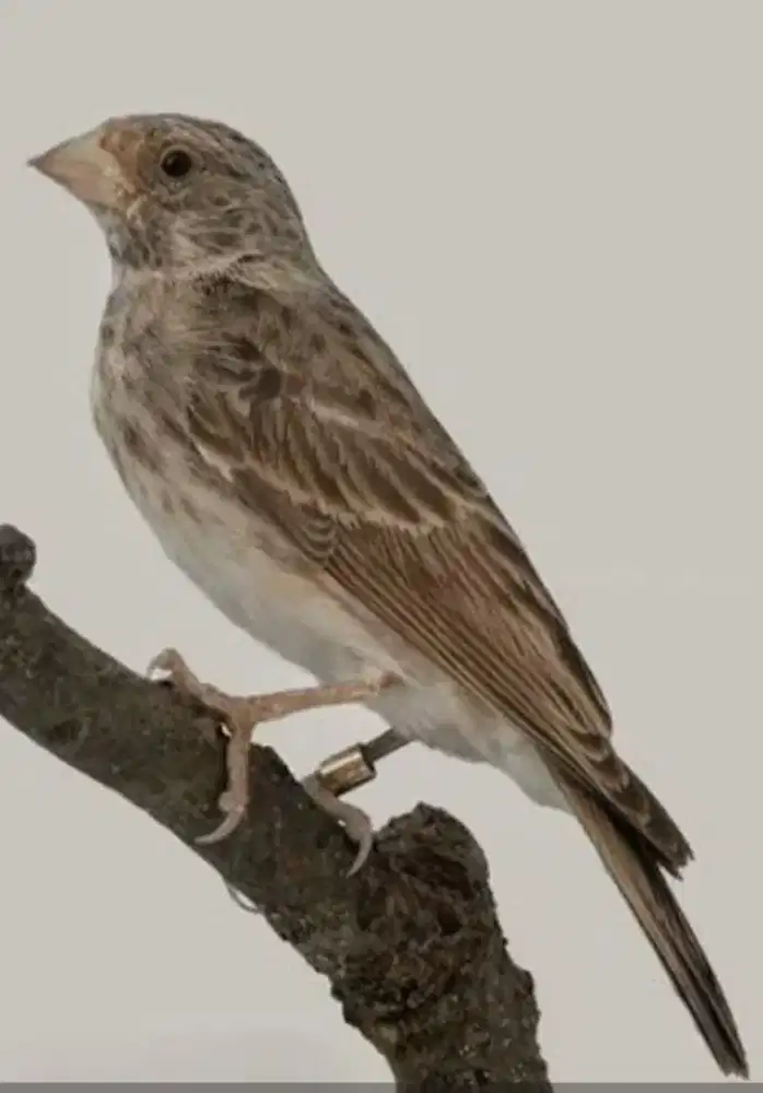 Nego Sanger Jantan Finch Africa