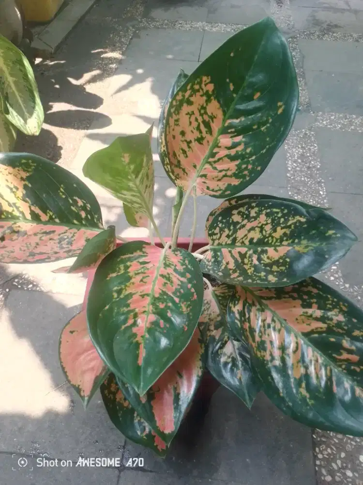 Jual tanaman algonema sultan dewasa