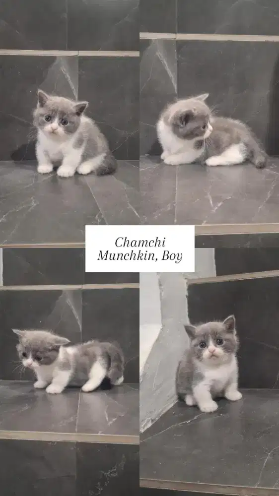 Kucing Munchkin BSH Jantan Bicolor Blue