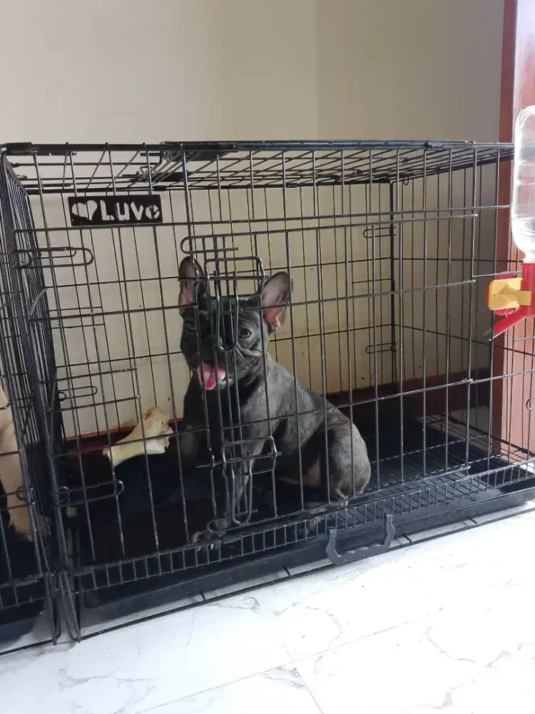 Dijual frenchie /french bulldog stb