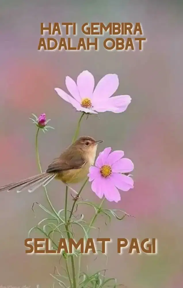 Bersih-bersih halaman