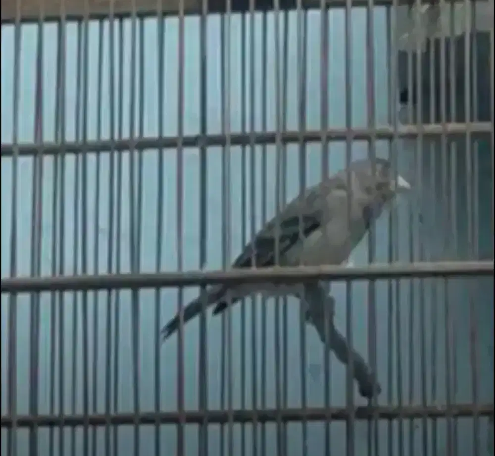 Jual burung kenari vs siskin