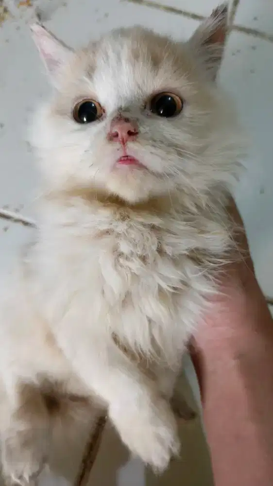 Kucing Kitten Jantan BSH Persia