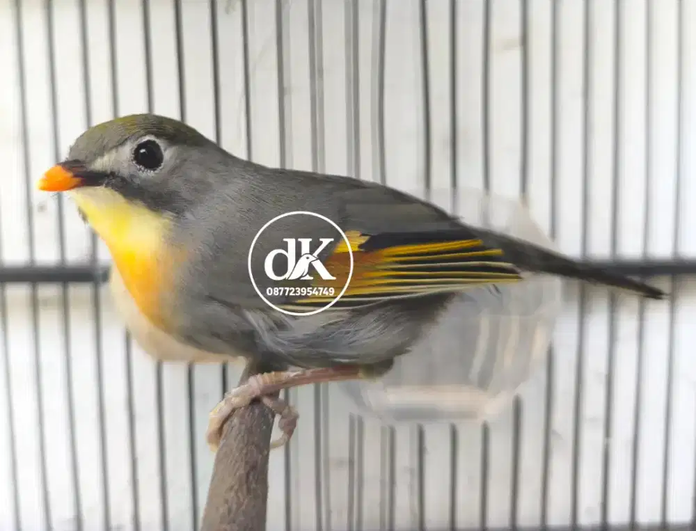 Burung Pekin  Robin betina