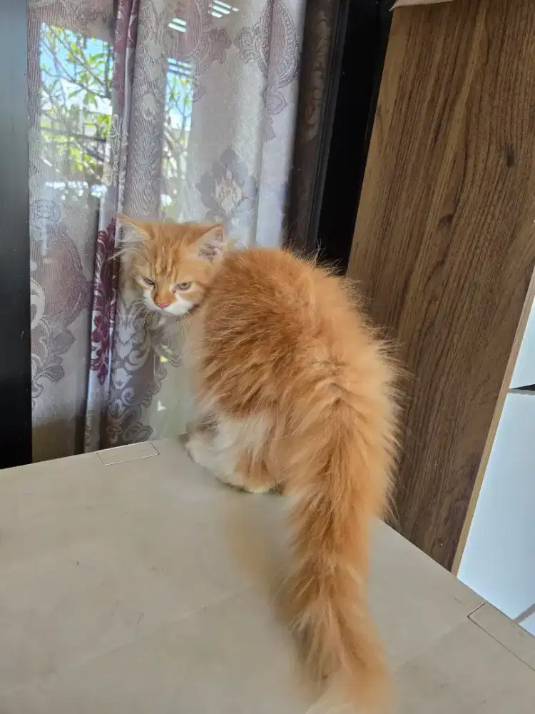 Kucing persia medium kitten 3 bln