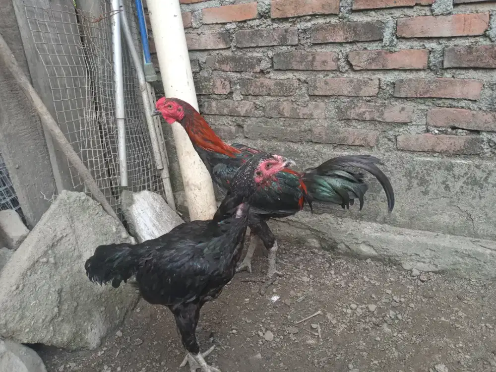 Jual ankkan ayam bngkok khoytrad pukul oke.