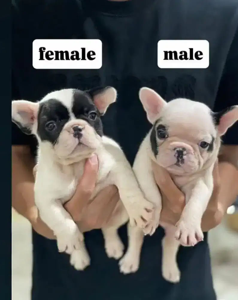 French bulldog jantan dan betina