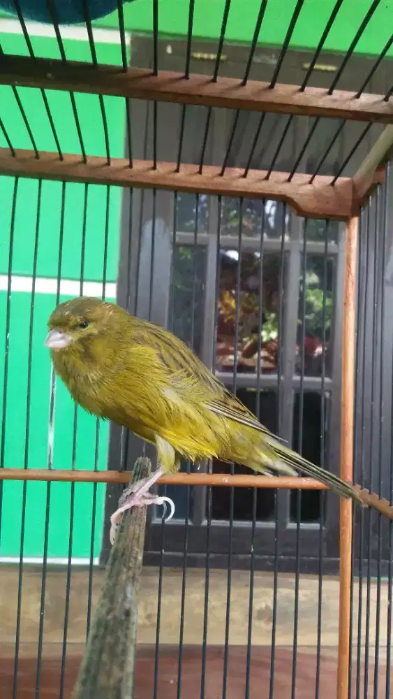 Kenari F2ys jantan muda