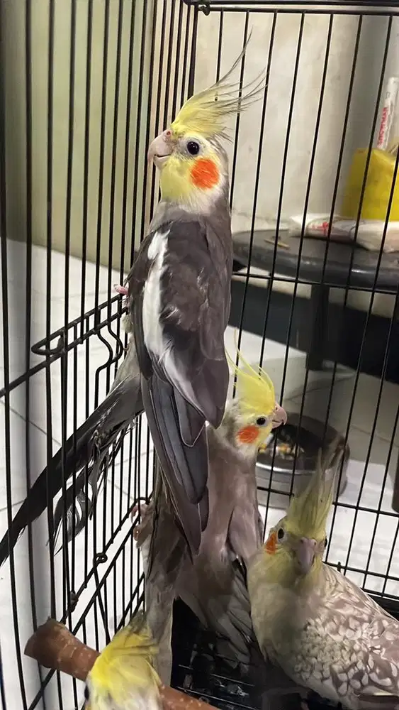 Parkit australia falk