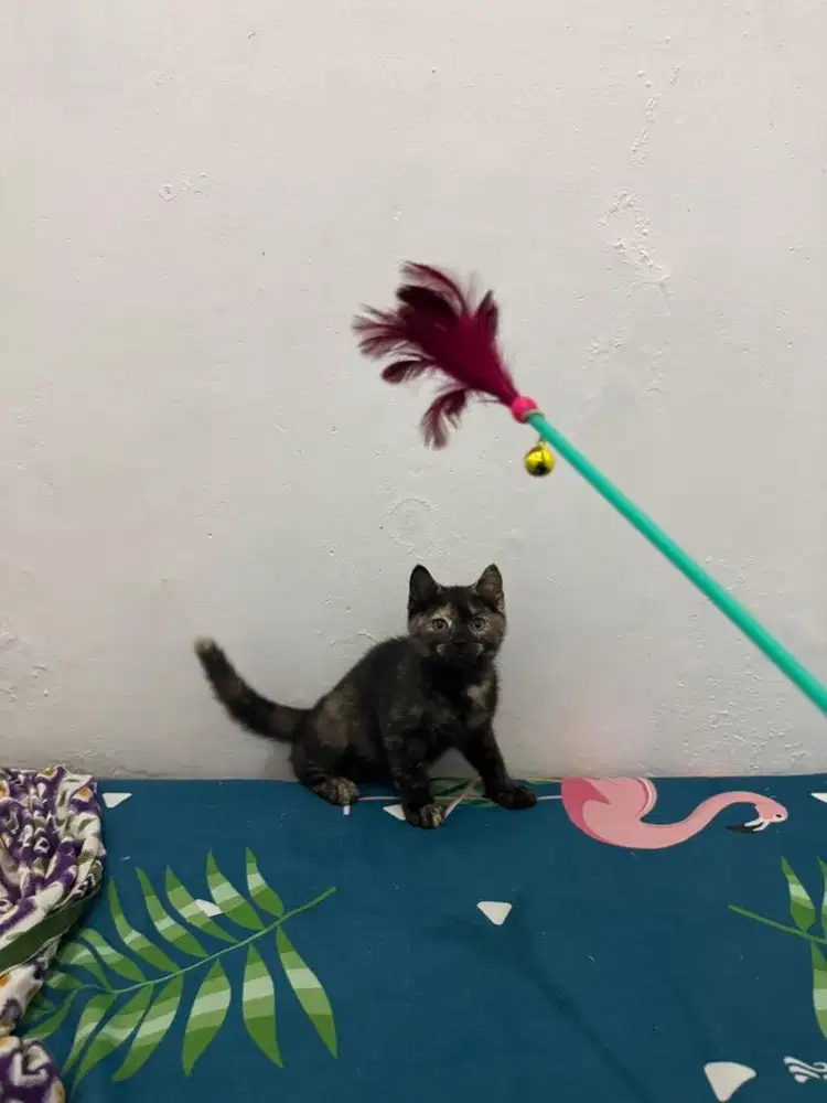 Bsh black tortie betina 3 bulan, ada 2 ekor