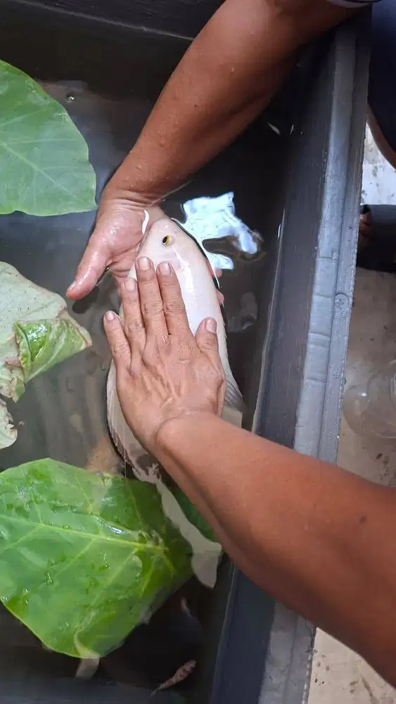 gurpad 6 jari ada 6 ekor