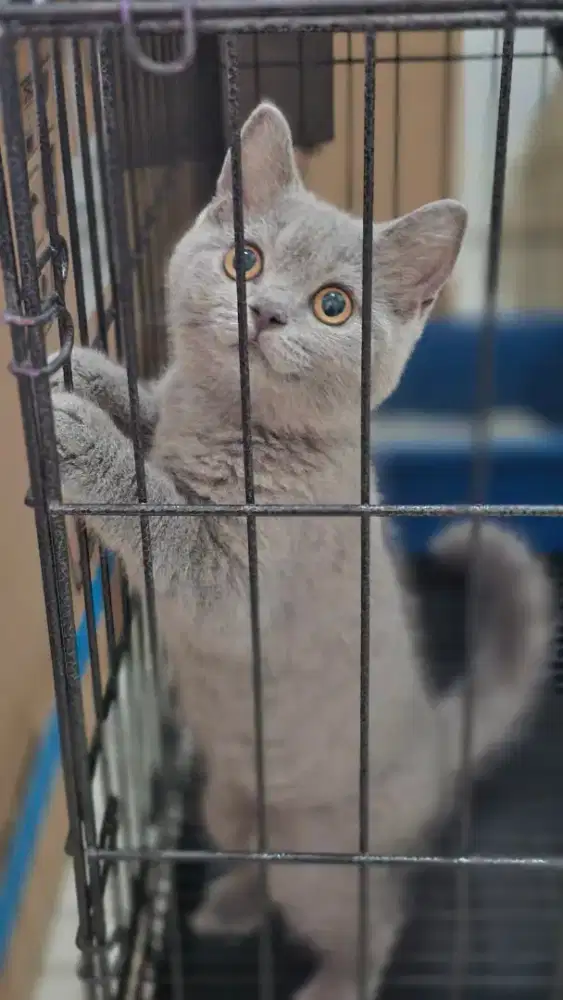 Kucing british shorthair bsh pedigree
