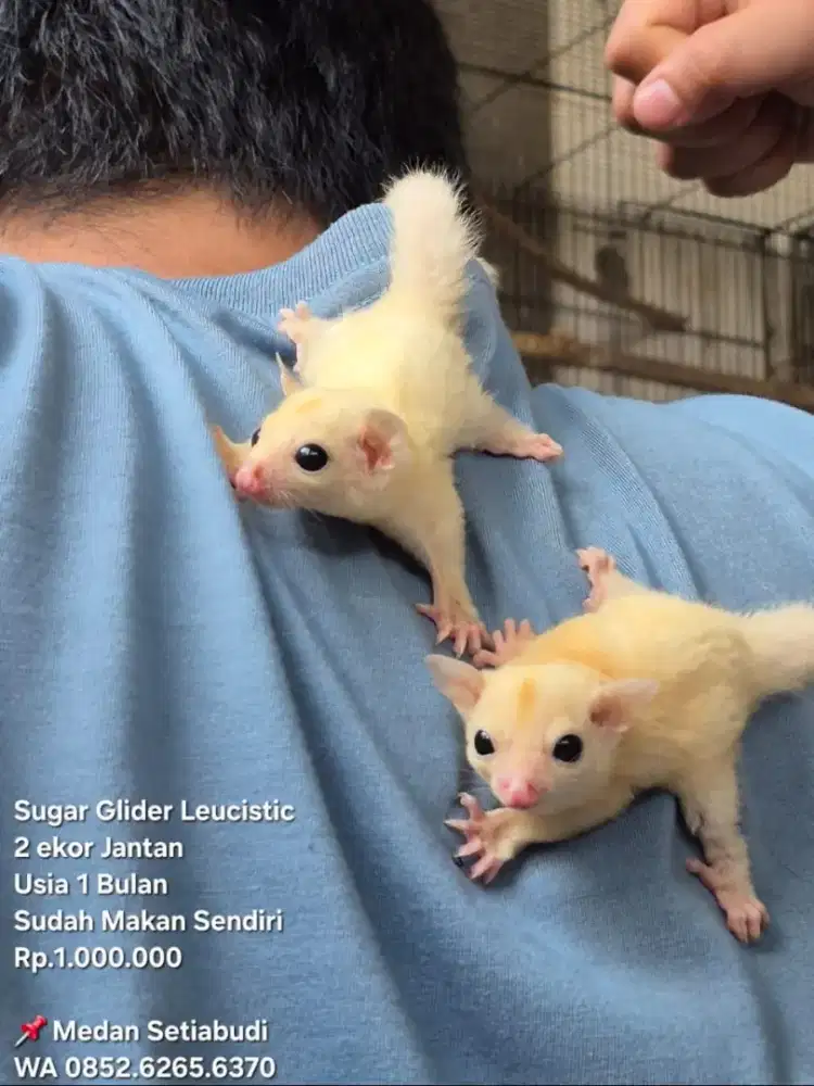 Sugar Glider Leucistic Jantan