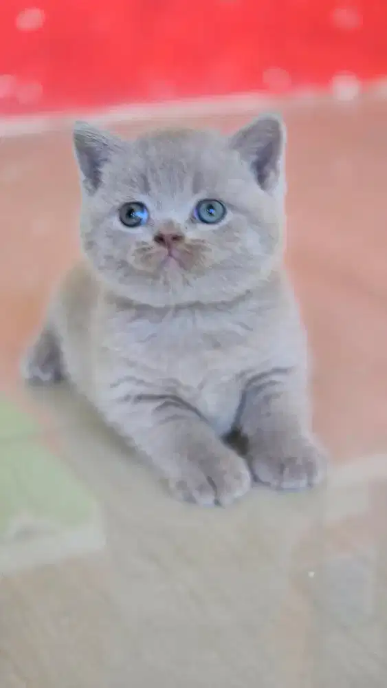 Kucing british shorthair bsh british shorthair