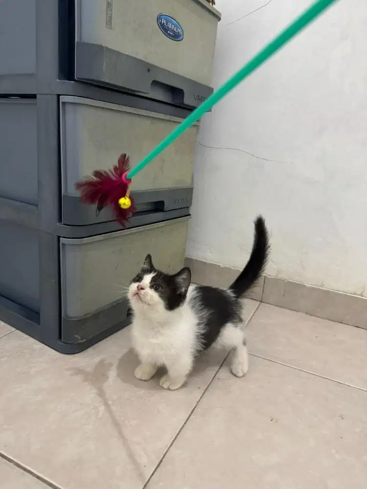 Bsh munchkin jantan 3 bulan harqueen