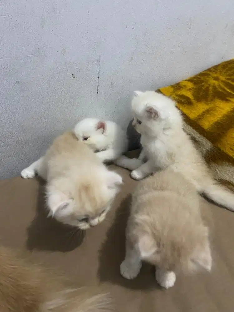 Kitten Persia umur 2 bulan kurang