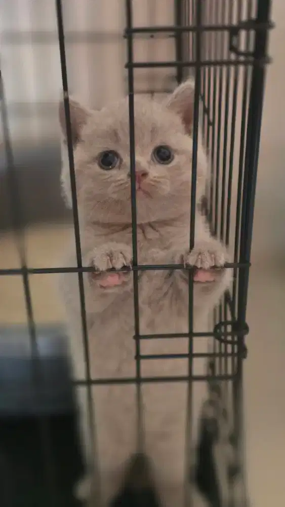 Kucing british shorthair bsh british shorthair