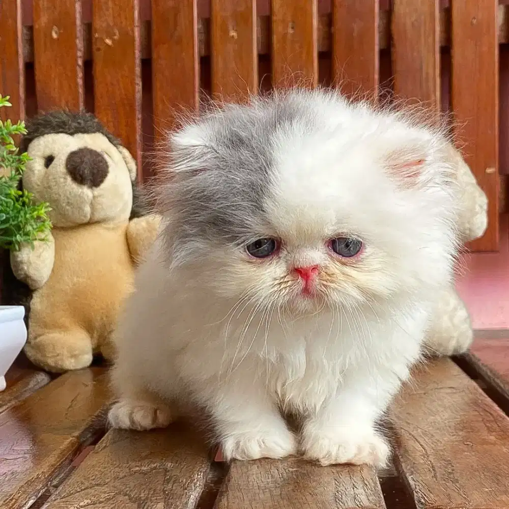KUCING PEAKNOSE KITTEN PERSIAN LONGHAIR BULU KAPAS