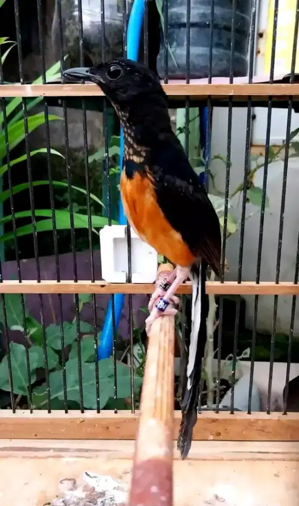 Trotol murai jantan ekor panjang usia 2,5bln