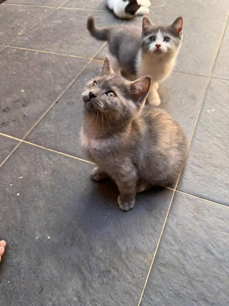 Bsh blue tortie 3 bln betina