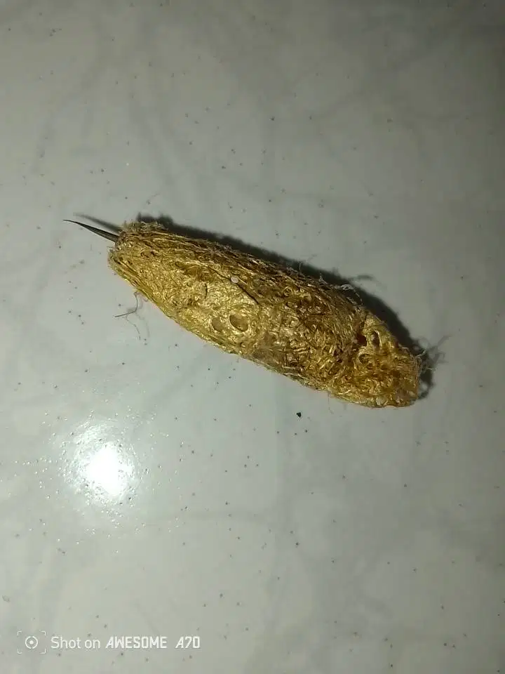 Koleksi Phesik Kuning Kuningan Antik