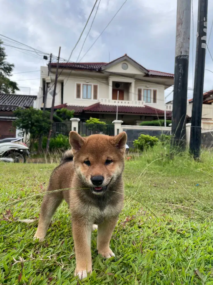 Aizen Hikari Cute Red Mame Shiba Inu Female Superb Quality BL KR x JPN