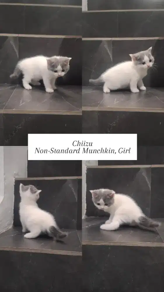 Kucing Non-Standard Munchkin BSH Betina Bicolor Blue Van Kaki Panjang