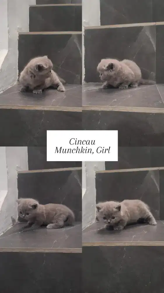 Kucing Munchkin BSH Betina Blue