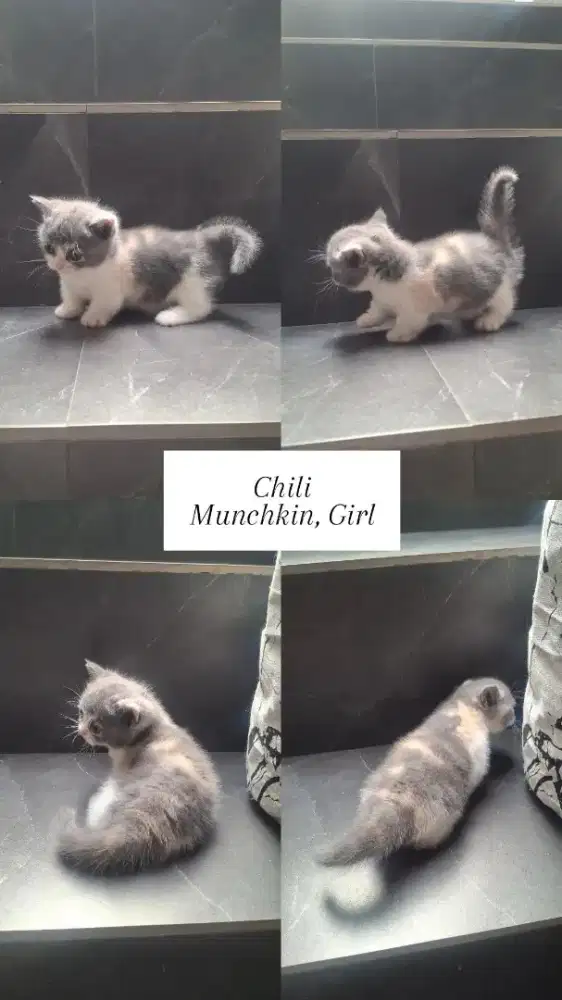 Kucing Munchkin BSH Betina Calico Dilute