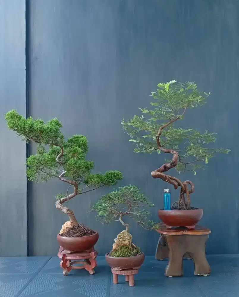 Bonsai hias antik ada 3 pohon